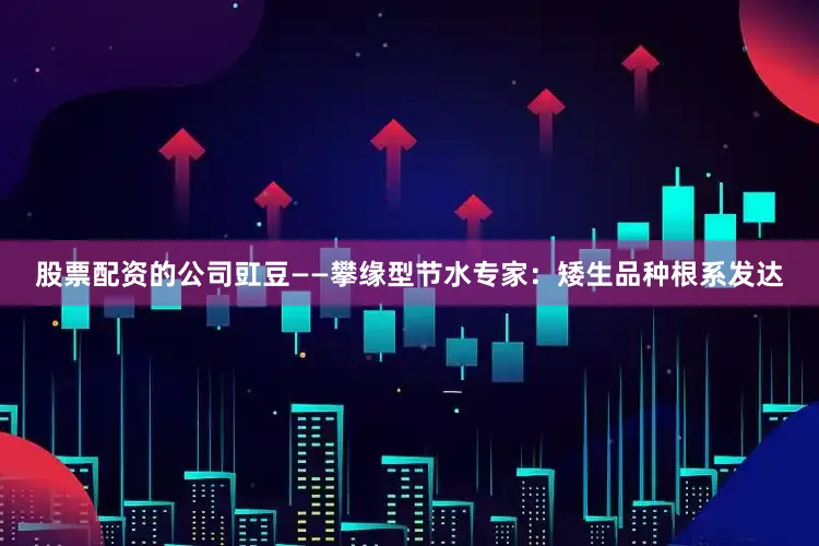 股票配资的公司豇豆——攀缘型节水专家：矮生品种根系发达